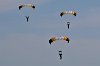 SCREAMING EAGLES-2619  U.S. ARMY 101ST AIRBORNE DIVISION  "SCREAMING EAGLES" PARACHUTE DEMONSTRATION TEAM